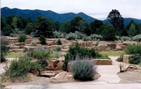 Drought Tolerant